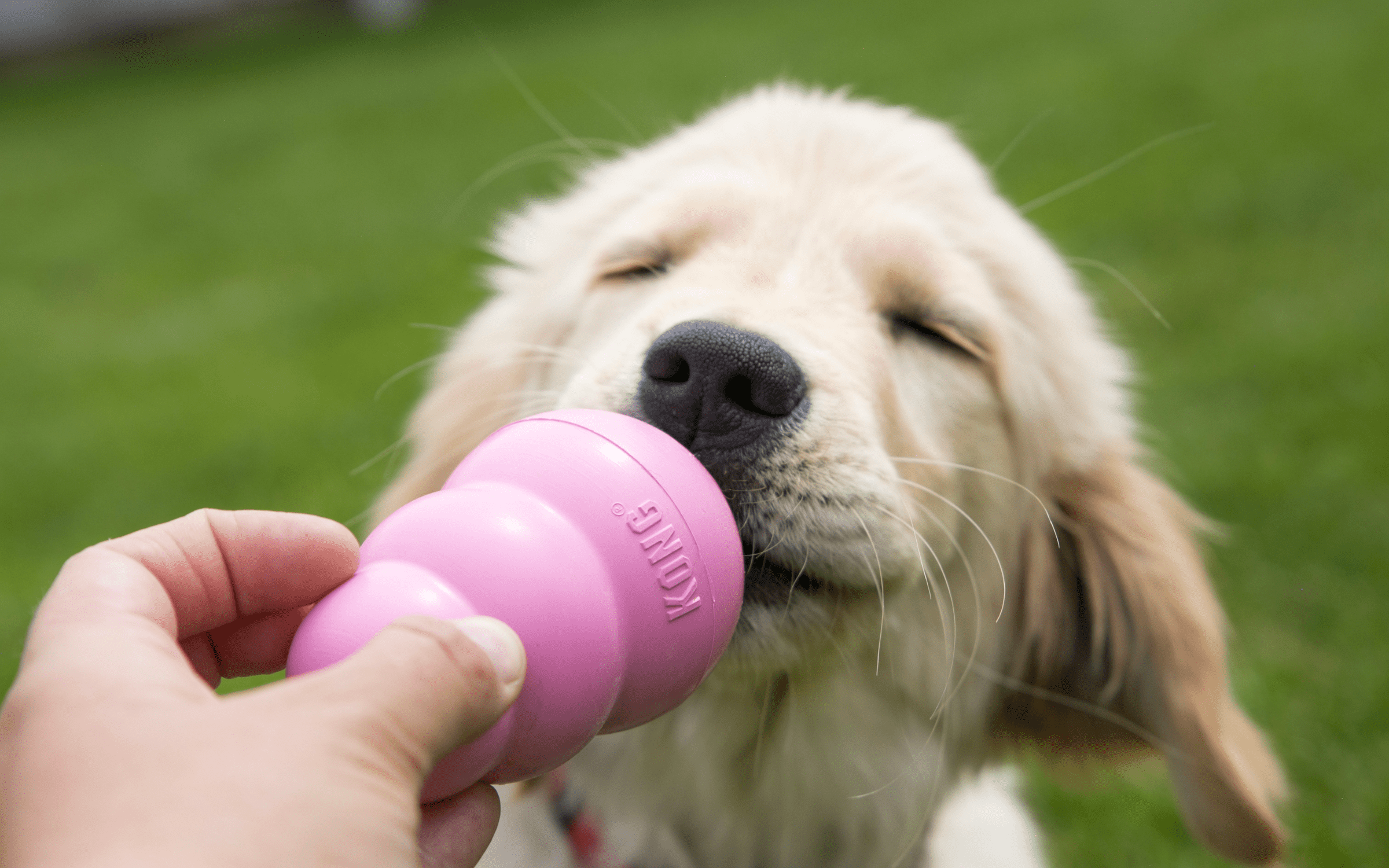 Best Kong Alternatives For Dogs In 2023 – Woof