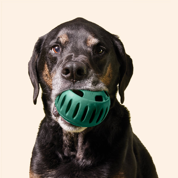 The Pupsicle