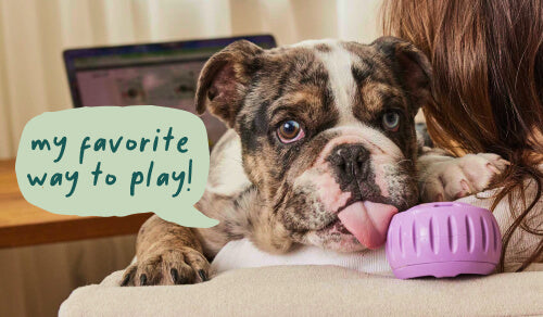 5 Reasons Dog Enrichment Toys Matter for Your Pup’s Health and Happiness