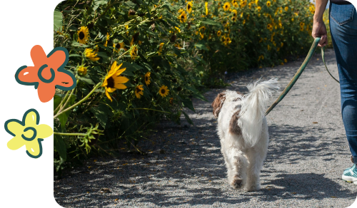 Introducing Woof Walks: For You, Your Dog, and the Planet