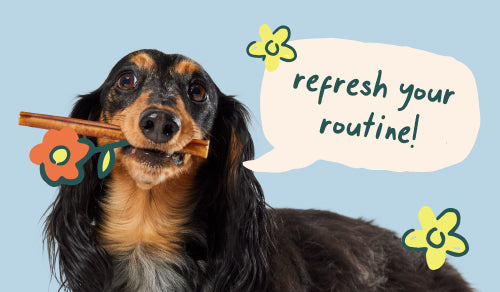 Your Dog's New Spring Routine