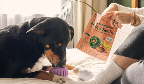 The Importance of Building Your Dog’s Daily Routine – Woof