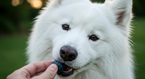 A happy dog enjoying fresh blueberries
