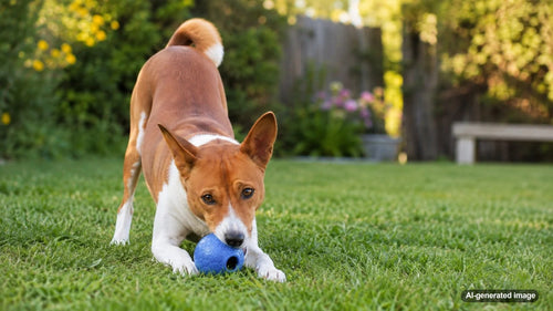 Independent dog relaxing with an enrichment toy while entertaining itself at home