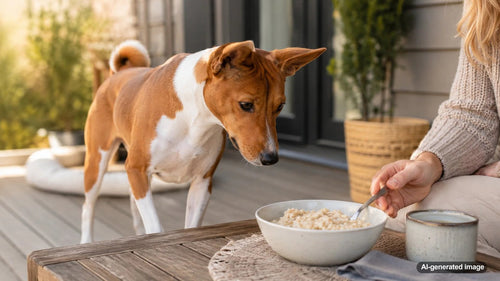 A dog-safe bowl of plain oatmeal for a helpful guide on whether dogs can eat oatmeal