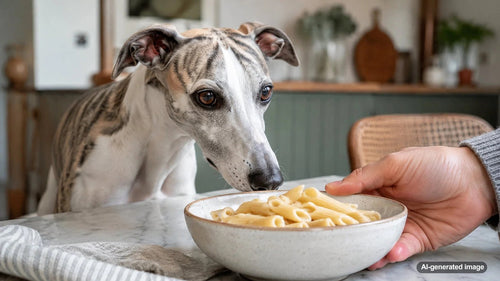 Plain quinoa pasta served as a simple food while a curious dog looks on
