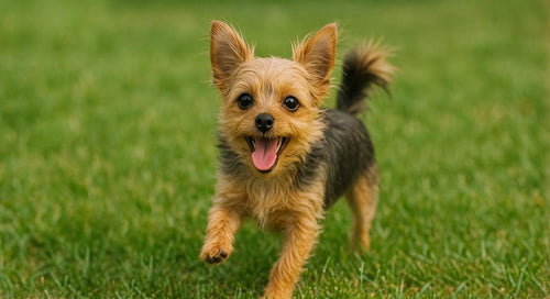 Chorkie dog sitting on a couch with a playful expression
