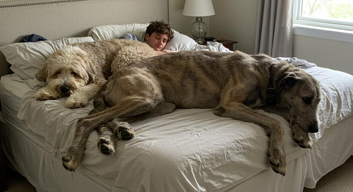 Dogs sleeping comfortably with human companion