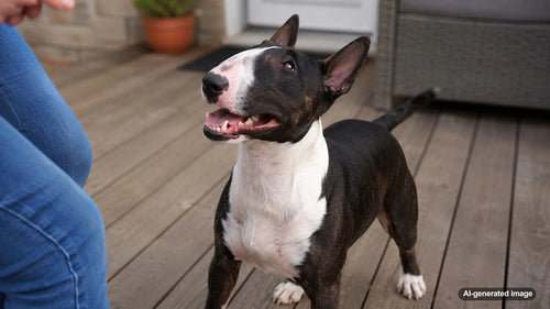 Miniature Bull Terrier dog with a playful expression for a Woof breed profile