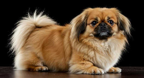 A Pekingese dog with a luxurious double coat and lion-like mane