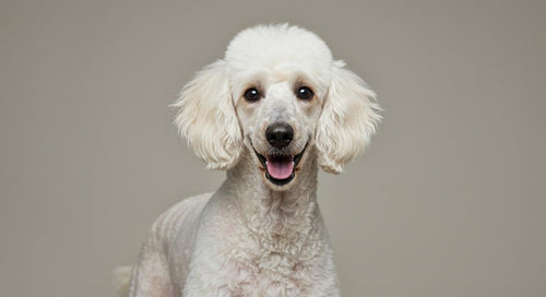 Poodle dog breed profile