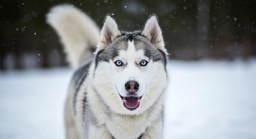 Siberian Husky dog breed profile