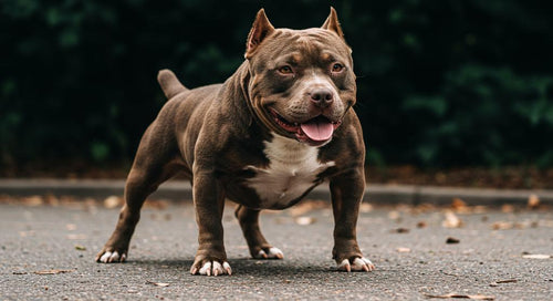 Durable dog toy designed for aggressive chewers