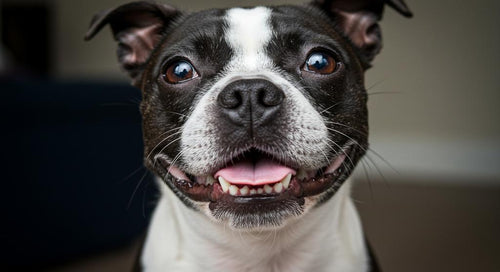 Dog enjoying a dental chew treat from Woof