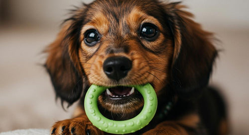 Puppy chewing on a toy during teething phase