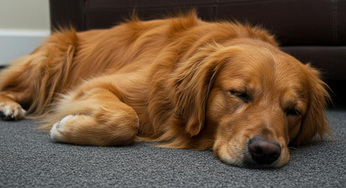 Golden retriever lying alone on living room floor waiting for owner with sad eyes