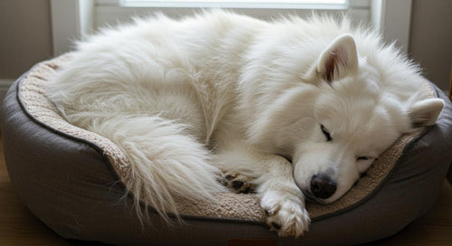 Rescue dog looking out window experiencing separation anxiety