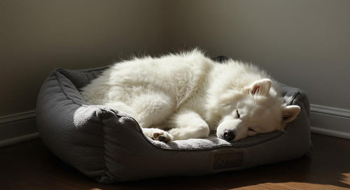 A newly adopted rescue dog resting comfortably in a cozy new home