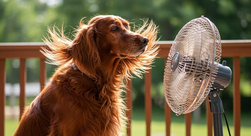 Dog enjoying a cool treat in the summer