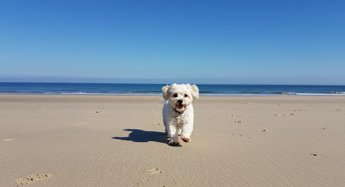A dog enjoying a safe and fun day at the beach