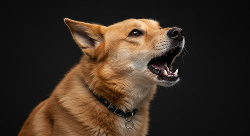 Dog looking alert at night under moonlight