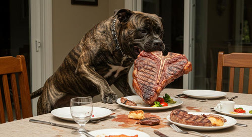 Dog looking guilty after stealing food from the table