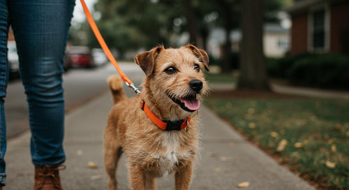 Dog walking off leash training