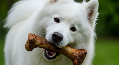 Dog chewing safely with a Pupsicle instead of a bone