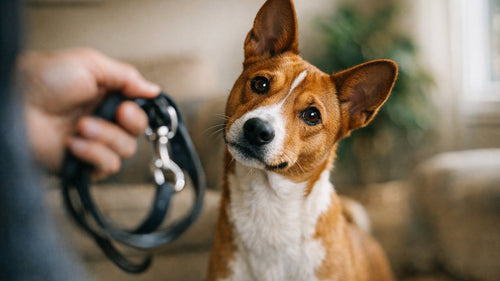 Dog eagerly reacting to the word walk while learning name recognition and communication cues