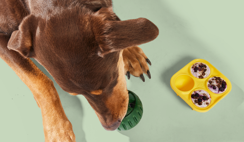 DIY Easy, Nutritious Homemade Dog Treat Recipes You & Your Dog Will Love