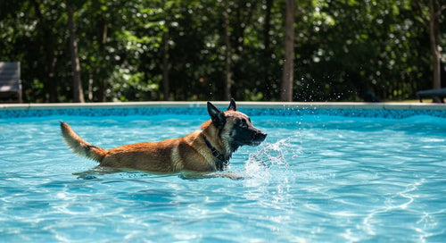 Dog swimming happily in a pool