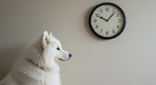 Dog with clock, illustrating the concept of dogs' sense of time
