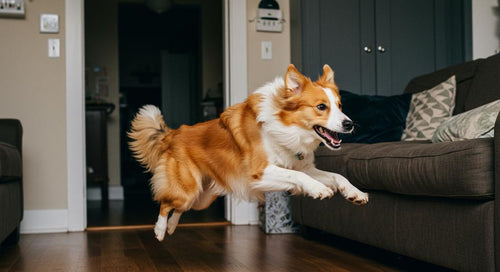 Dog joyfully running in a grassy field, exhibiting zoomies behavior