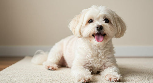 What is best to put on a dog lick mat - Woof Dog Products