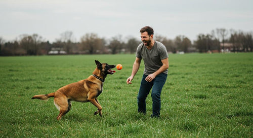 Dog engaging in structured play with owner