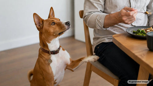 Dog seeking attention from its owner during a family meal