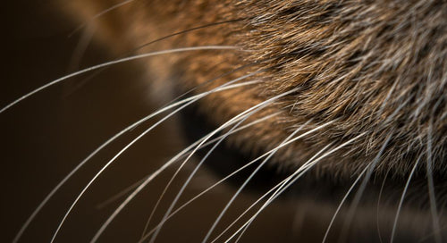 A close-up of a dog showing its whiskers