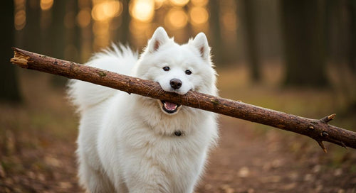 A dog happily carrying a stick outside