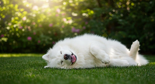 Dog sleeping in a quirky position on a cozy bed