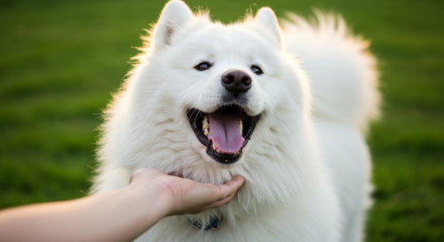 Dog playing with a treat-dispensing toy