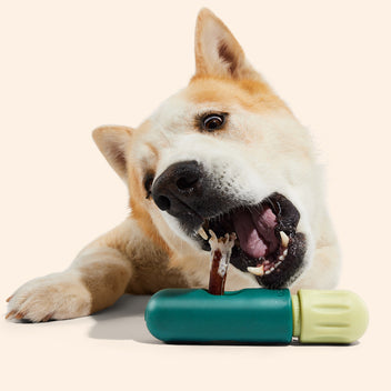 Dog Breed Profile Belgian Malinois Woof Dog Breed Profile Belgian Malinois Woof