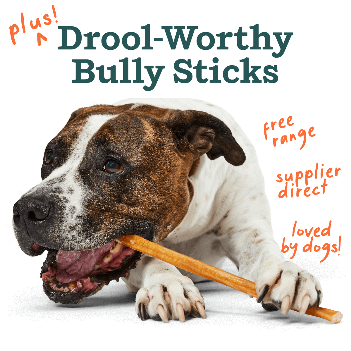 The Bite n' Brush Starter Pack