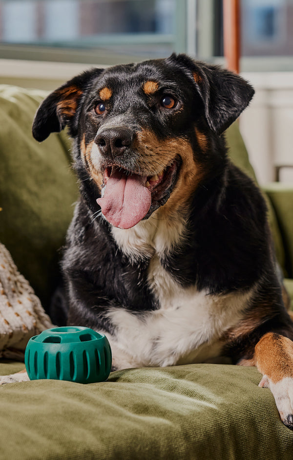 About Us - Learn About The Woof Mission