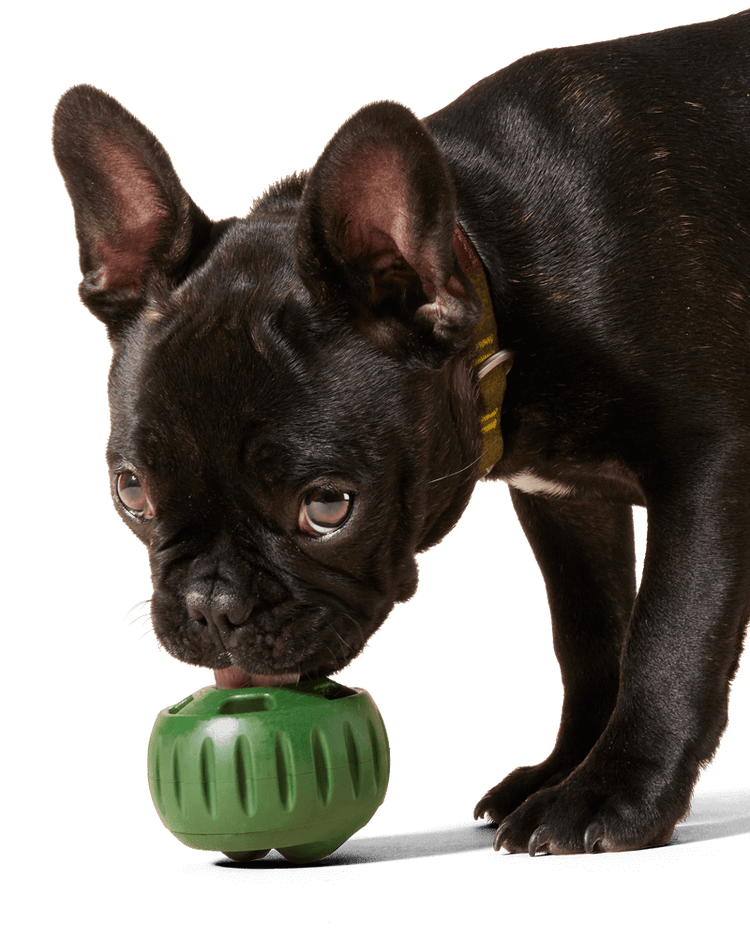 The 20 Best Puzzle Toys That Actually Help Bored Dogs