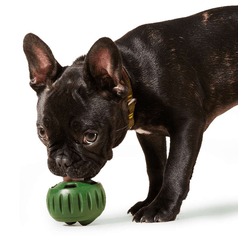 black french bulldog licking a green pupsicle