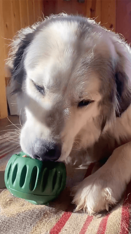 Woof Pupsicle Pops - Premade Long Lasting Dog Pupsicle Pop Treats