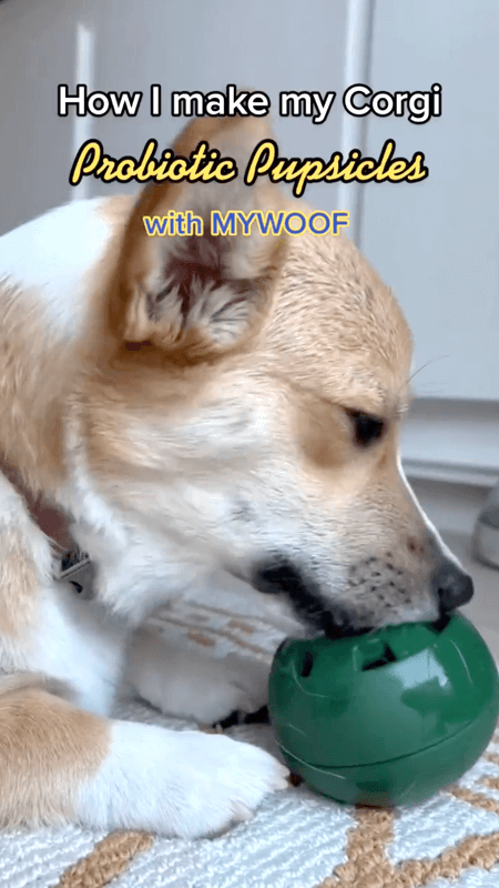 Woof Pupsicle - Best Dog Toy, Puzzle, Long Lasting, Durable, Easy to Clean