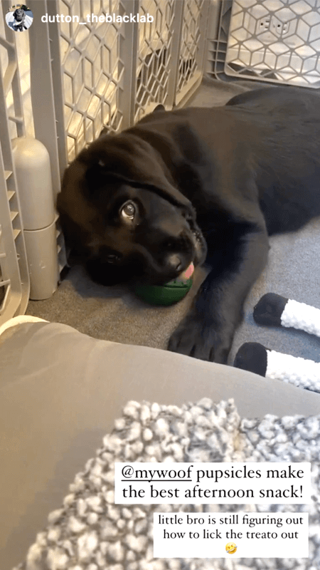 The Pupsicle Will Soothe Puppies Who Need to Chill · The Wildest