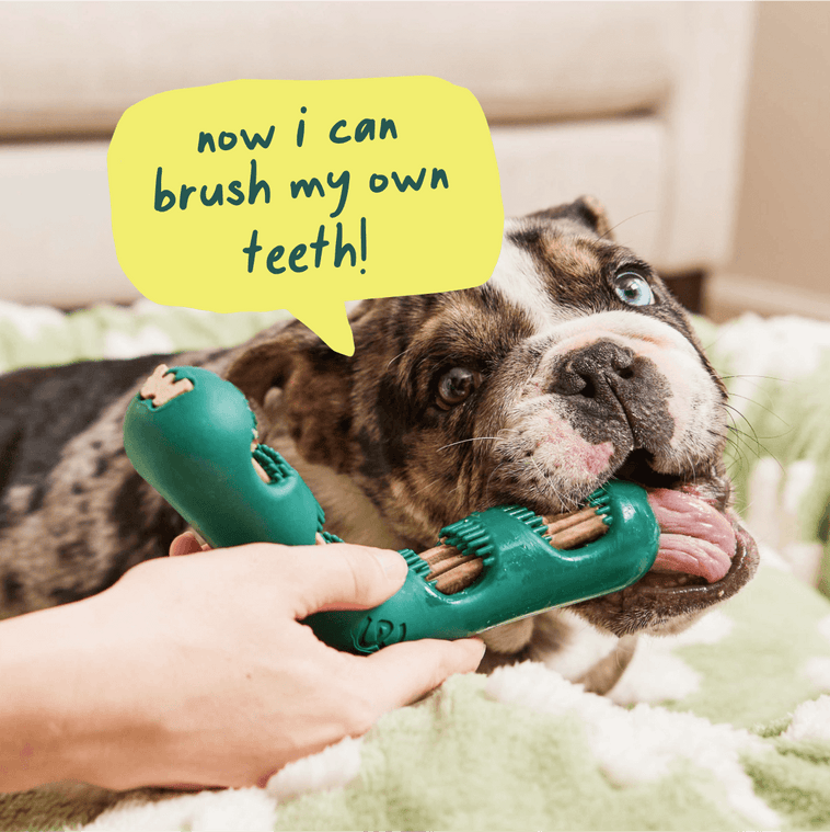 Woof Best-Sellers