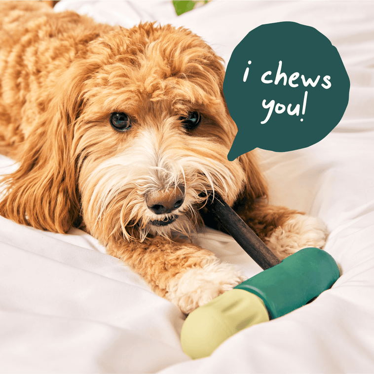 Woof Best-Sellers